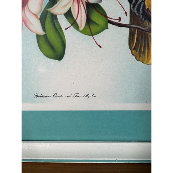 Vintage Bird Lithographs Baltimore Oriole & Tree Azalea Vincent 15"x18" Framed - Picture 4 of 8